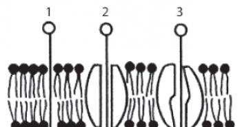 Organel seluler: struktur dan fungsinya