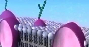 Celična membrana: njena struktura in funkcije