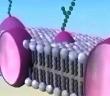 Клеточная мембрана: ее строение и функции